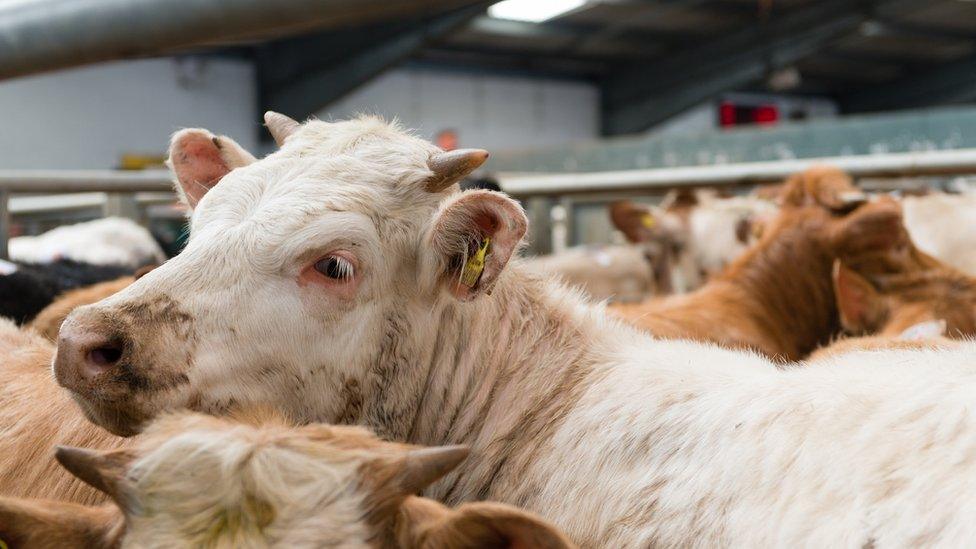 A cow in a market