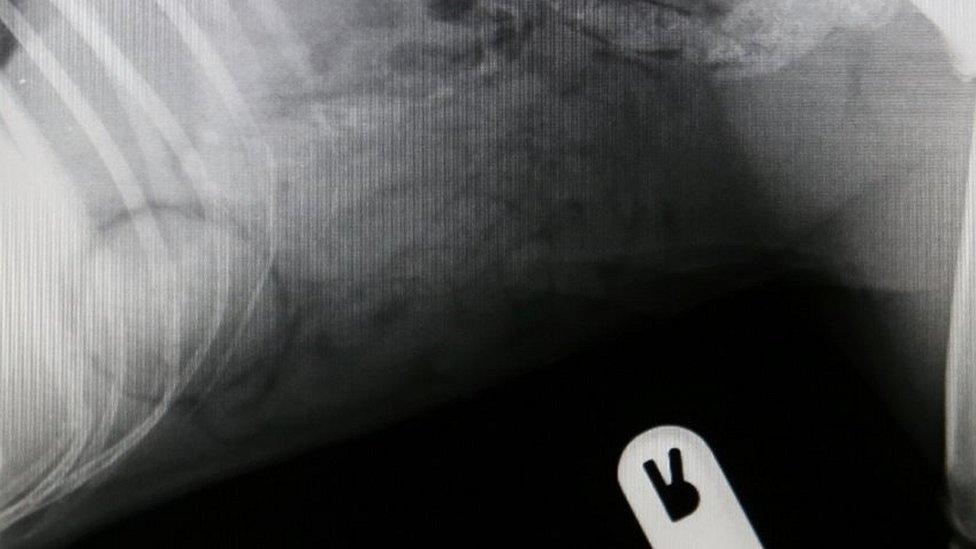 Rubber ball in dog