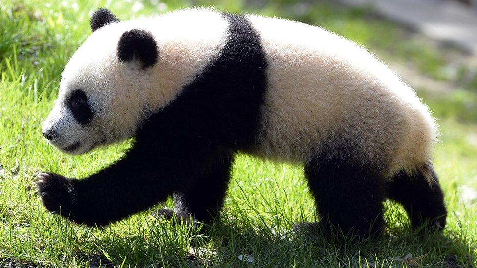 Giant panda takes step forward