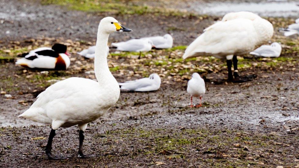 Swans at Slimbridge