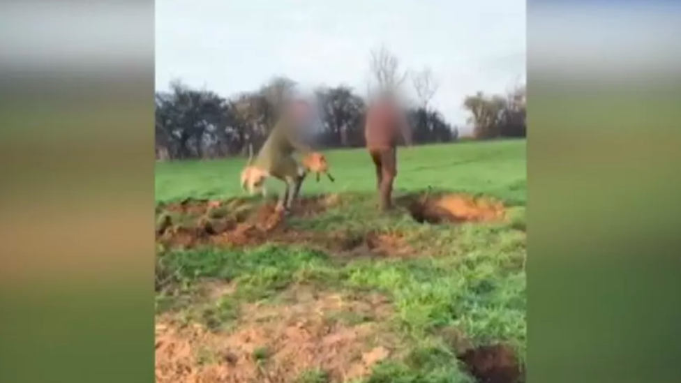 A still from a video that apparently shows a fox being pulled out of its den