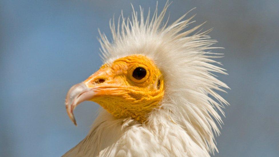 Egyptian vulture head