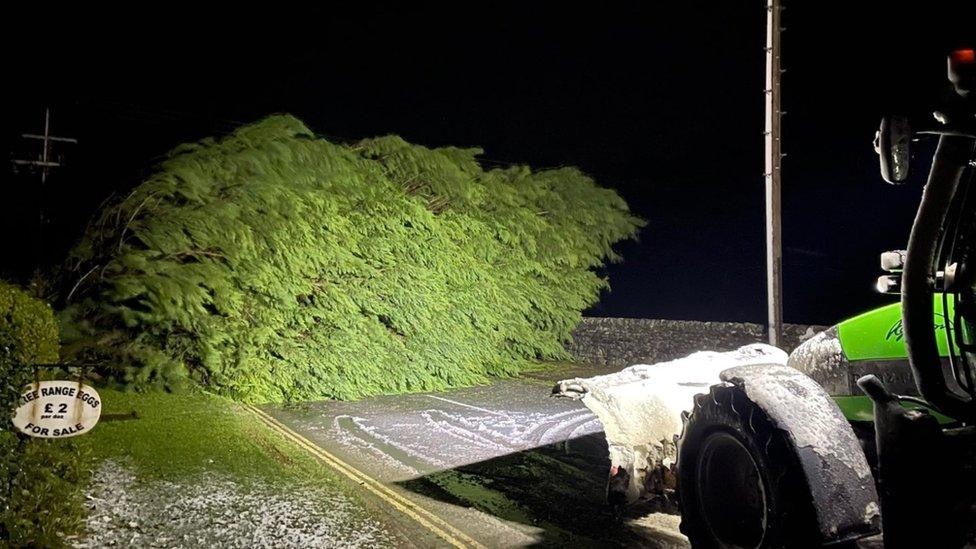 Fallen tree in North Yorkshire