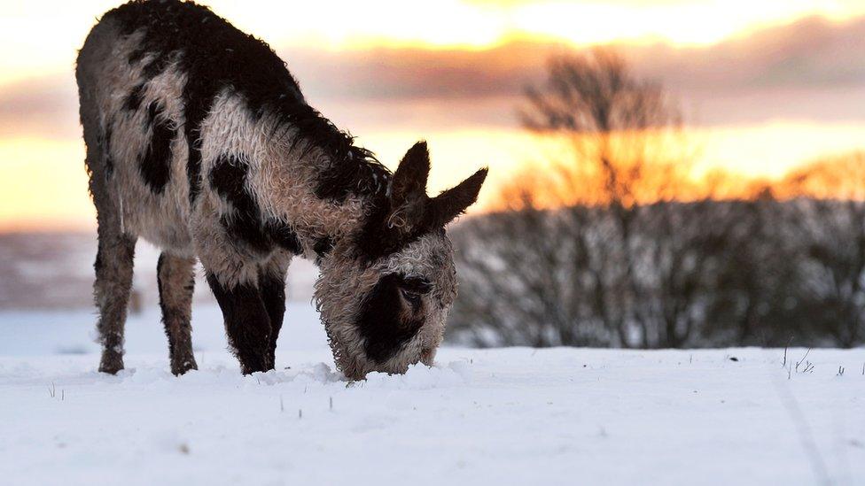 The snow did not stop this donkey looking for a nibble in Belfast