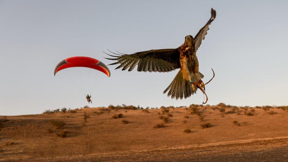 Ariel Marinkovic and his hawk Hook in flight