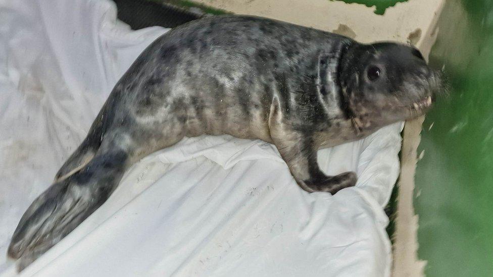 Hector the rescued seal pup