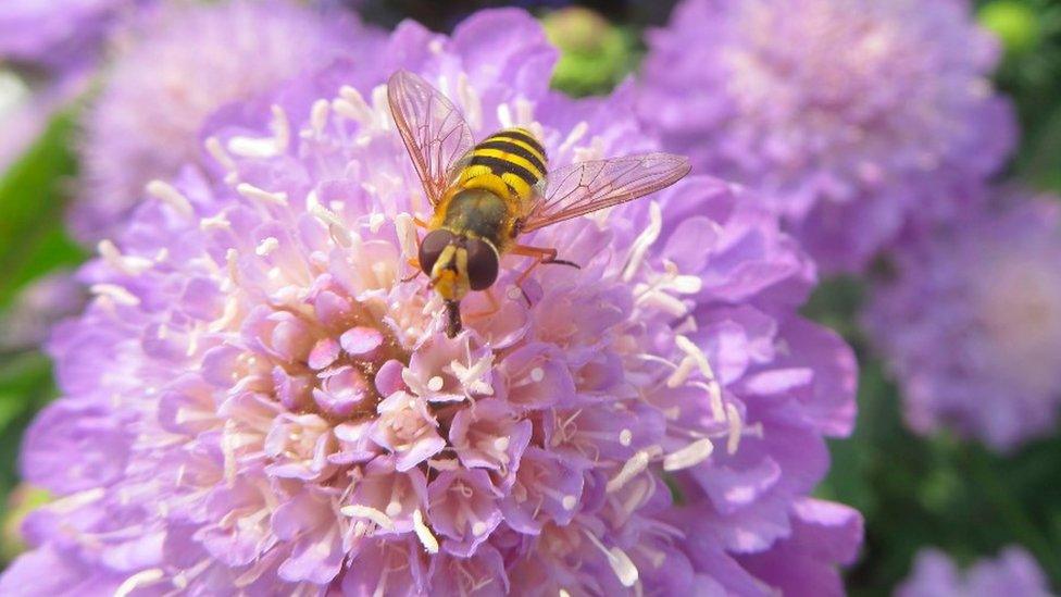 yellow-and-black hoverfly