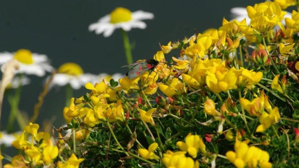 Five spot burnet moth on bird’s-foot trefoil