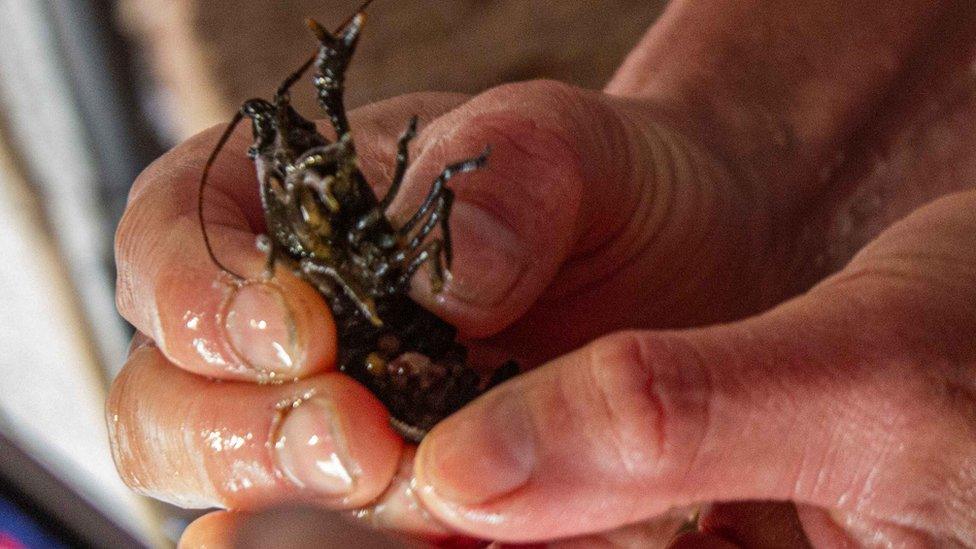 Man holding white-clawed crayfish