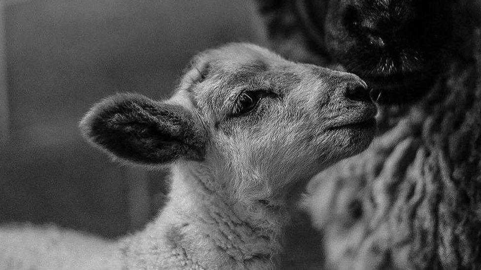 Lamb