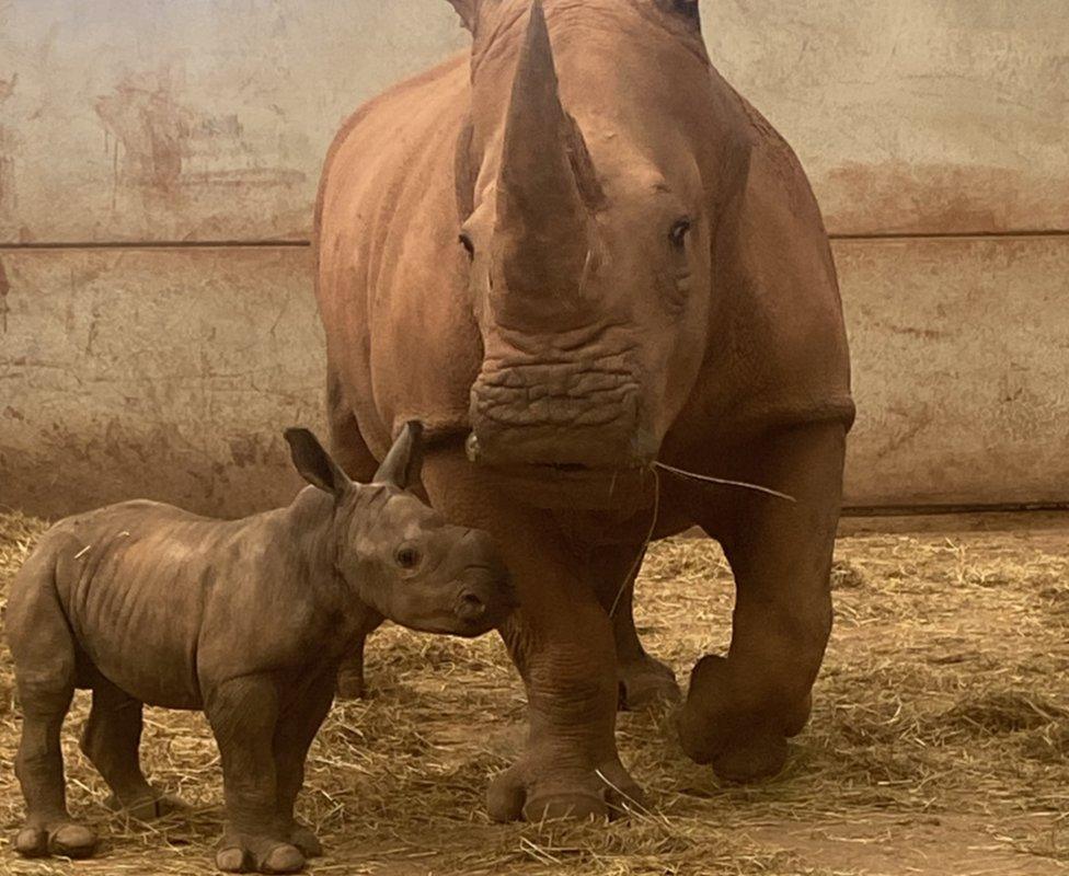 The calf stands next to its mother