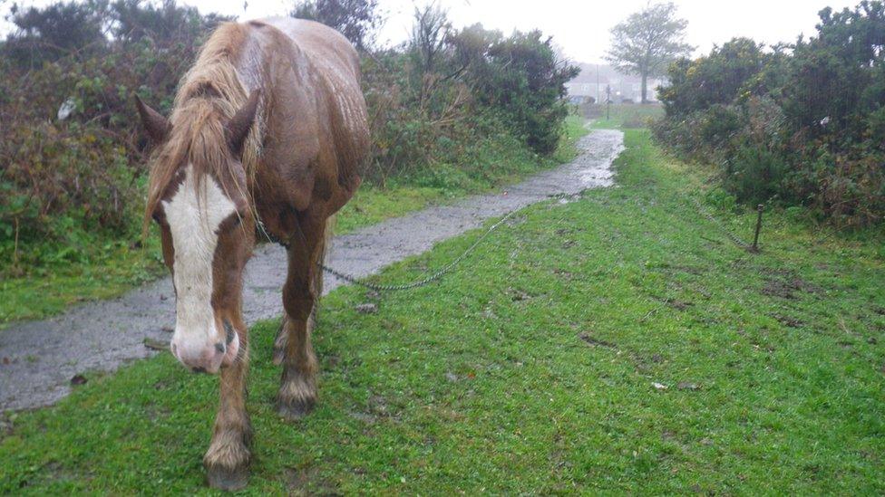 One of the tethered horses