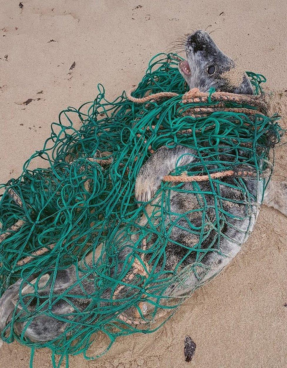 Seal pup in net