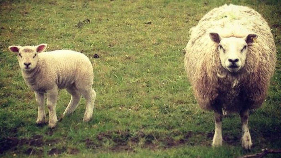 Two sheep