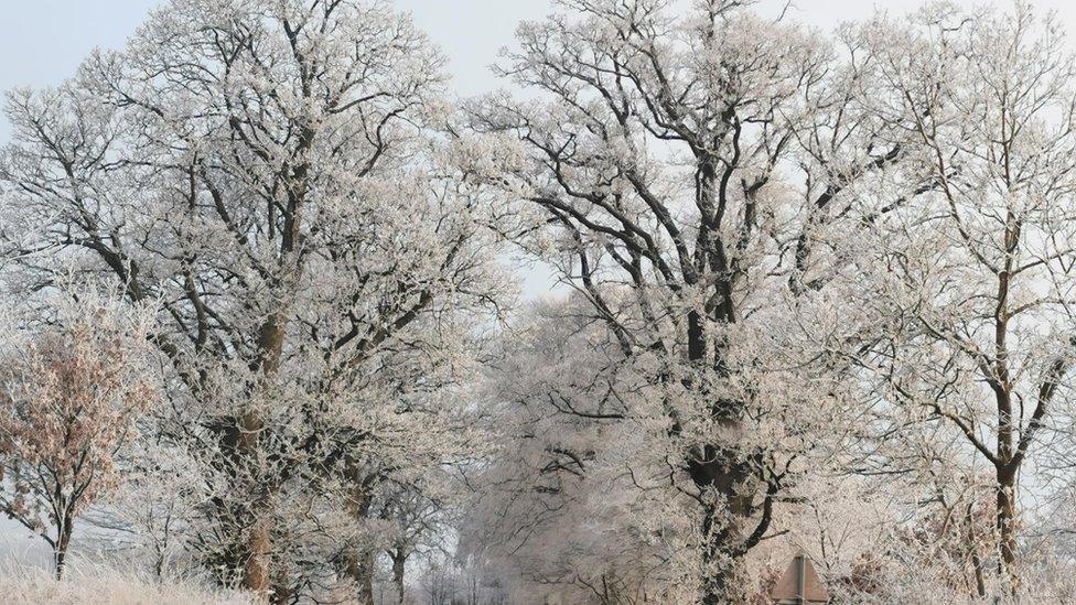 A photo showing snow covered trees in Nairn, Scotland