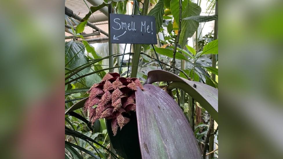 Bulbophyllum phalaenopsis