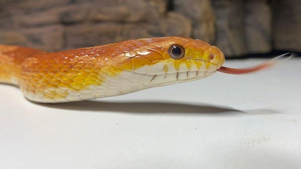 Noodles the corn snake