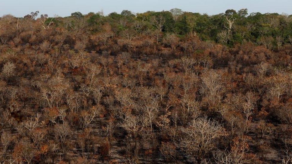 A burnt area of Amazon forest near Alter do Chao is pictured in Santarem