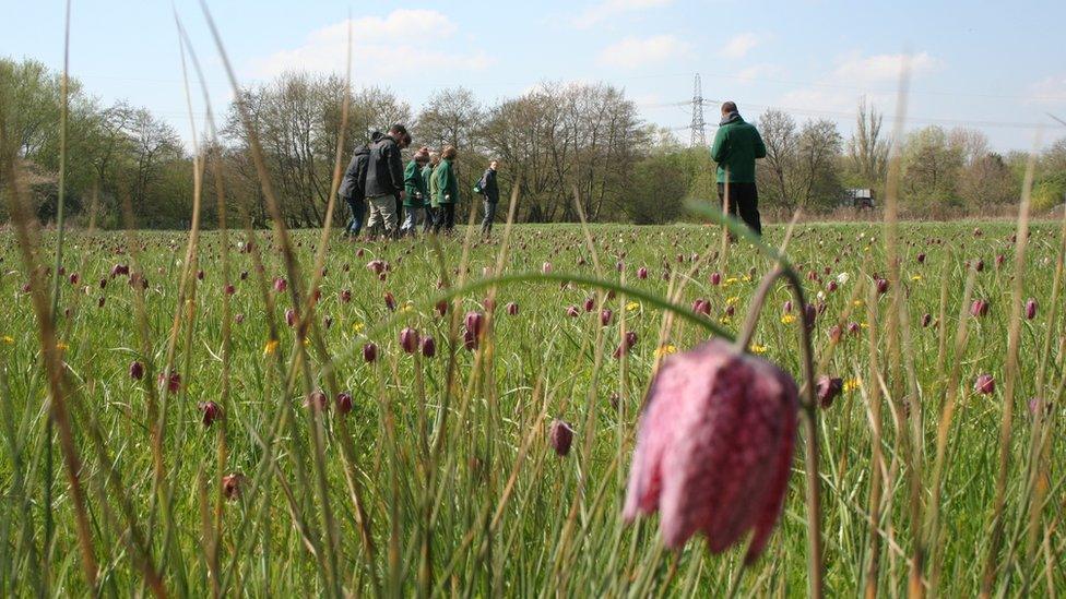 Iffley Meadows Snake's head fritillaries 2023