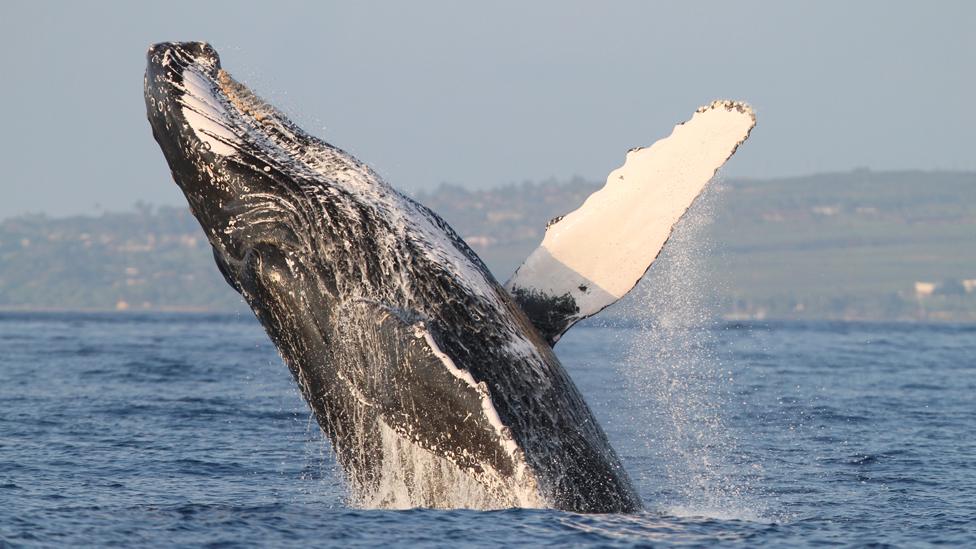 Humpback breaching