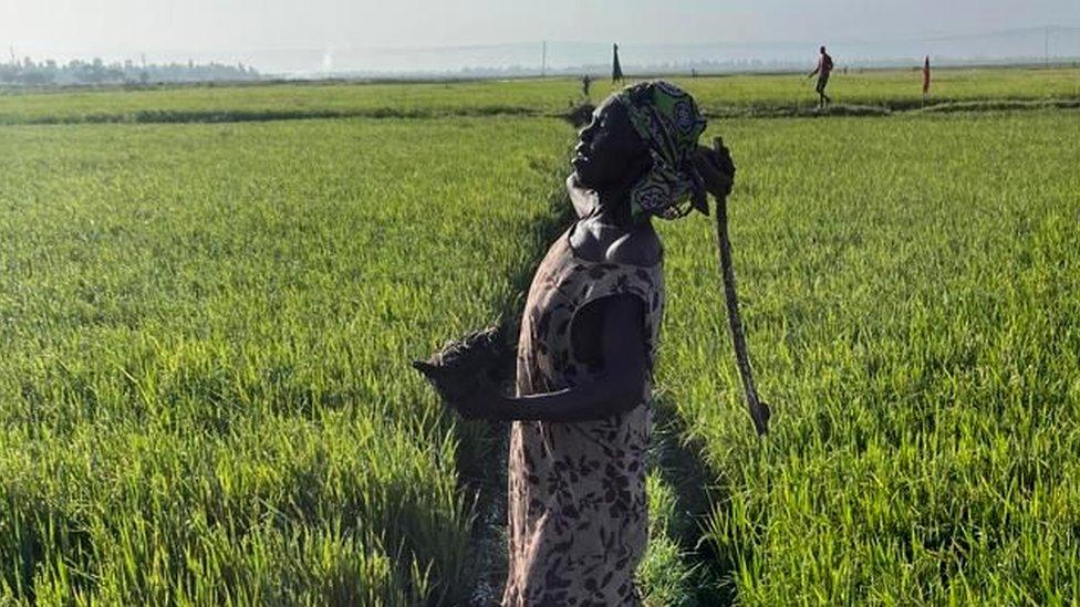 Farmer chasing the birds