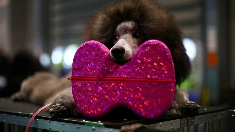 A Standard Poodle relaxes before entering the show ring during the final day of the Crufts Dog Show in Birmingham