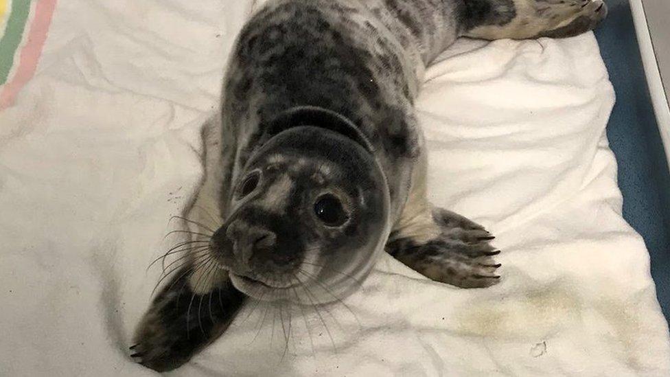 Seal pup