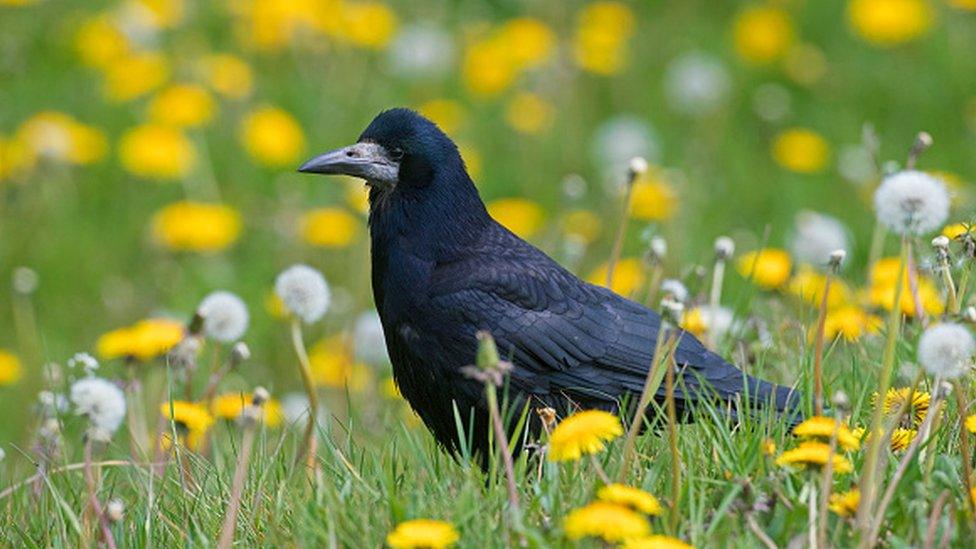 Rook in dandelions