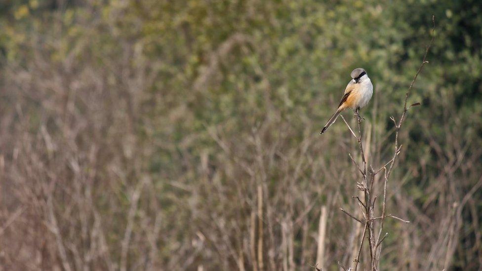 Rufous backed shrike or long tailed shrike