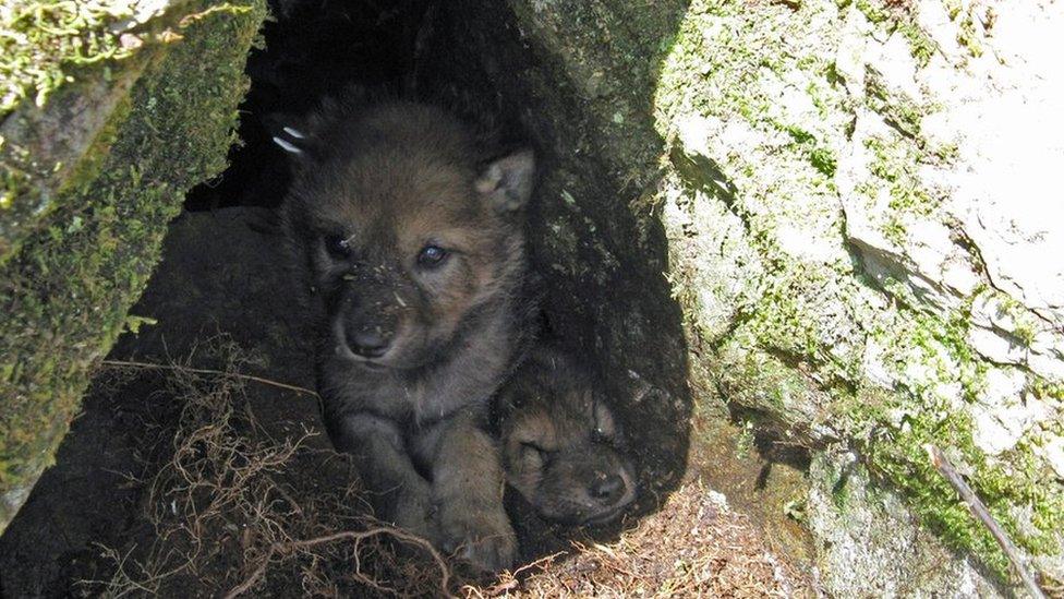 Five-week-old wolf pup