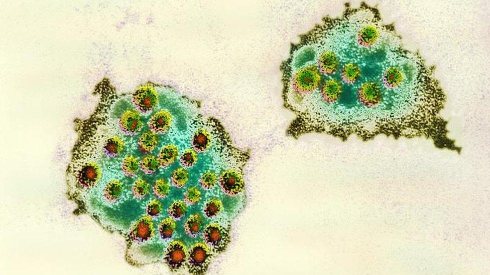 Norovirus