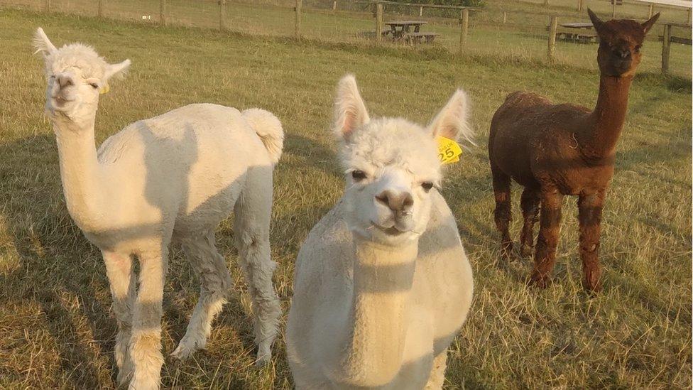 Alpacas Rhian