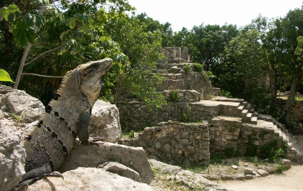 Iguana on ancient Mayan ruins in Xcaret