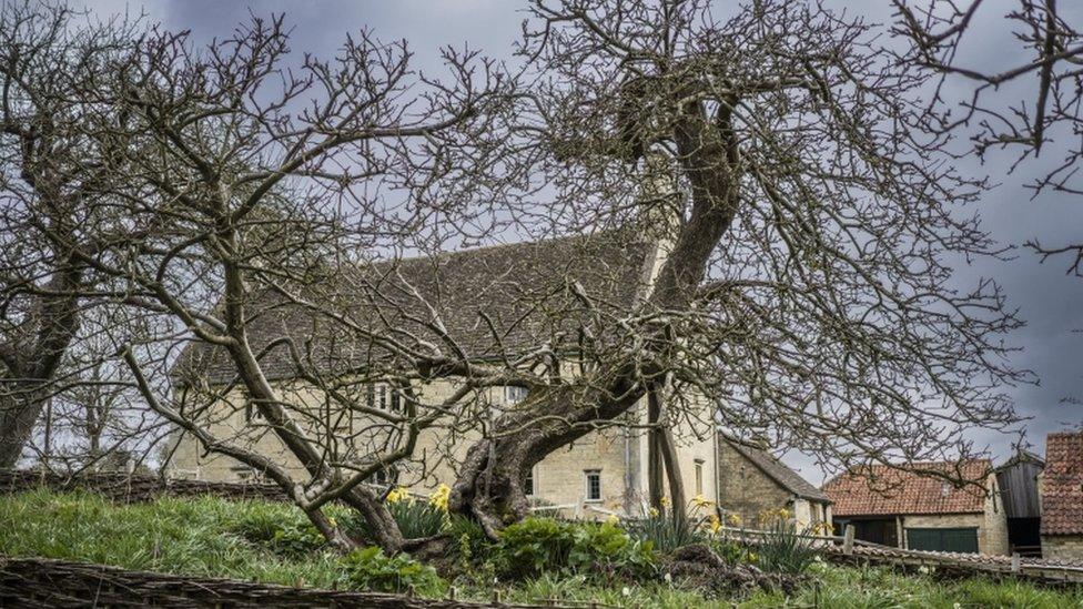 The resilient Apple Tree, where Sir Isaac Newton wondered why objects always fall downwards