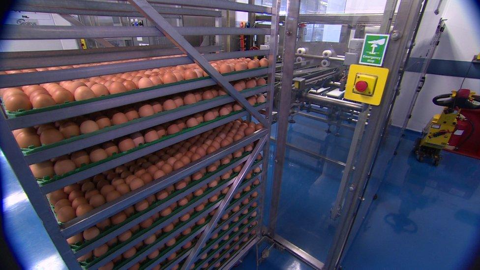 Eggs used for flu vaccines in the Sequirus factory in Liverpool