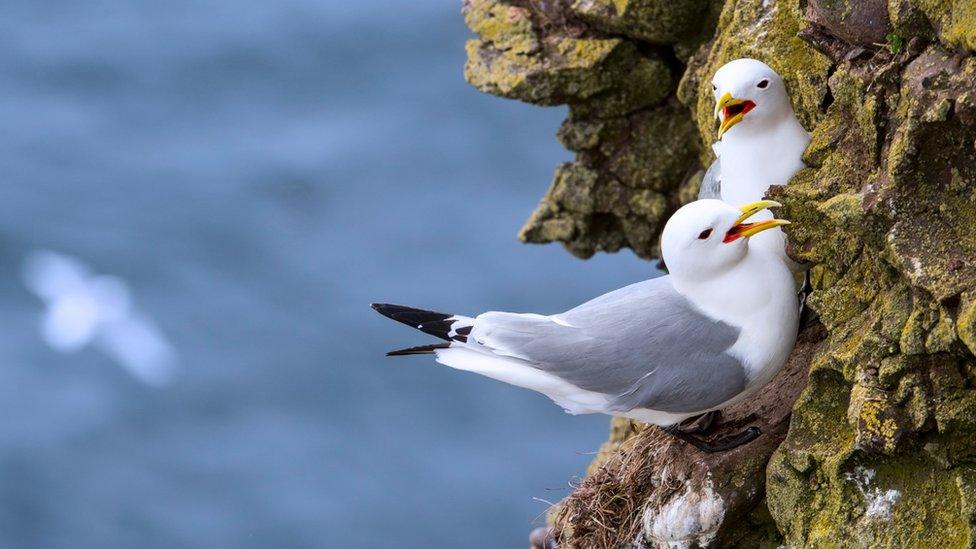 Black-legged kittiwakes perched on a cliff