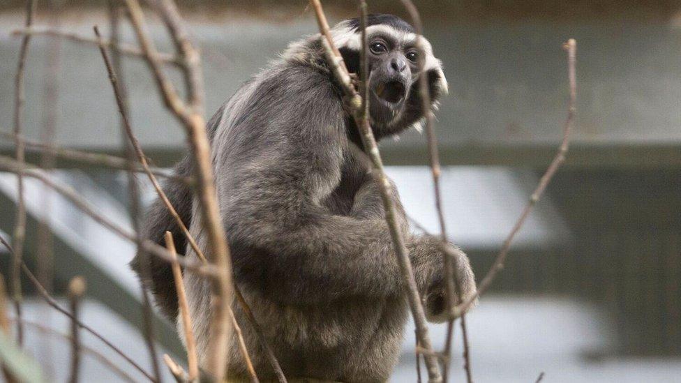 Pileated gibbon