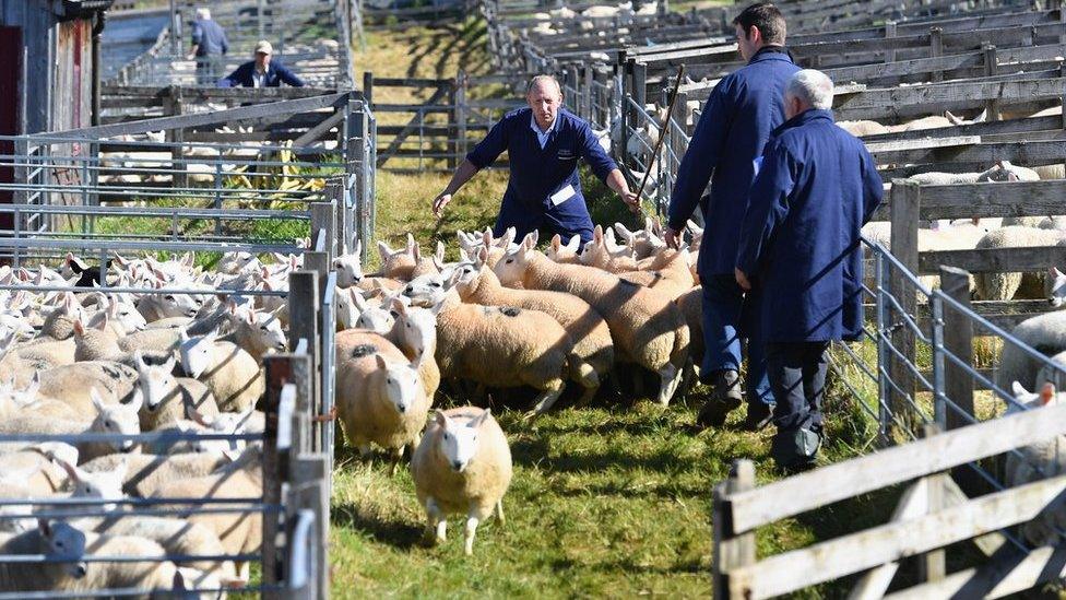 Lairg sheep sales