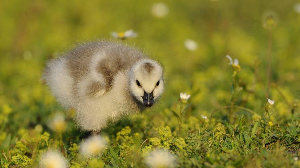 gosling