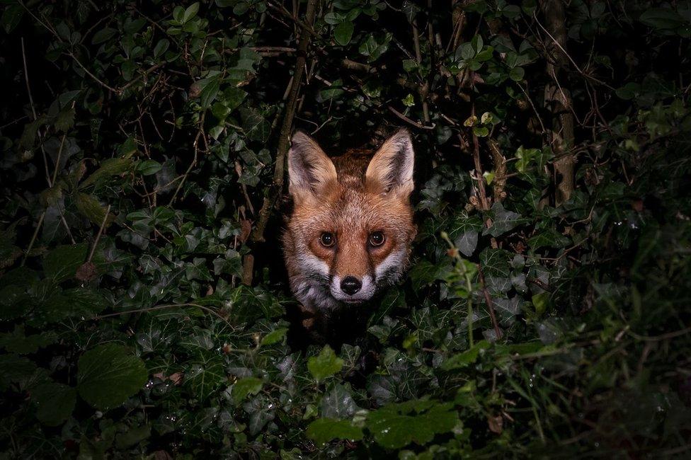 A fox seen in a garden in Amersham, England