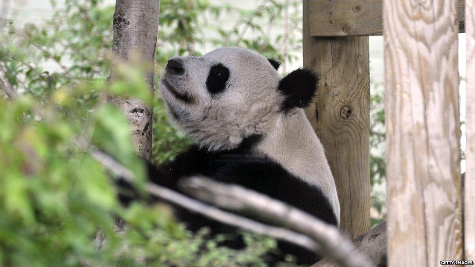 Tian Tian