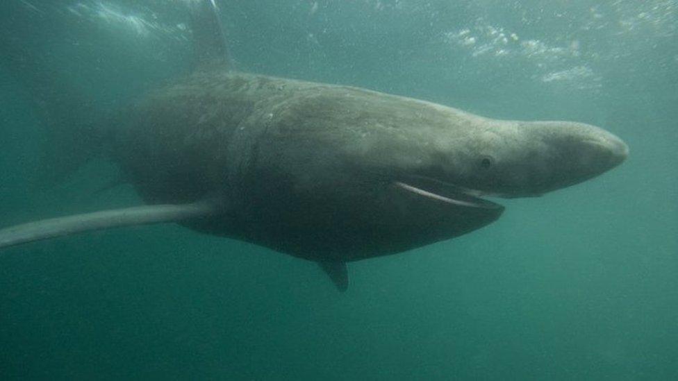 Basking shark