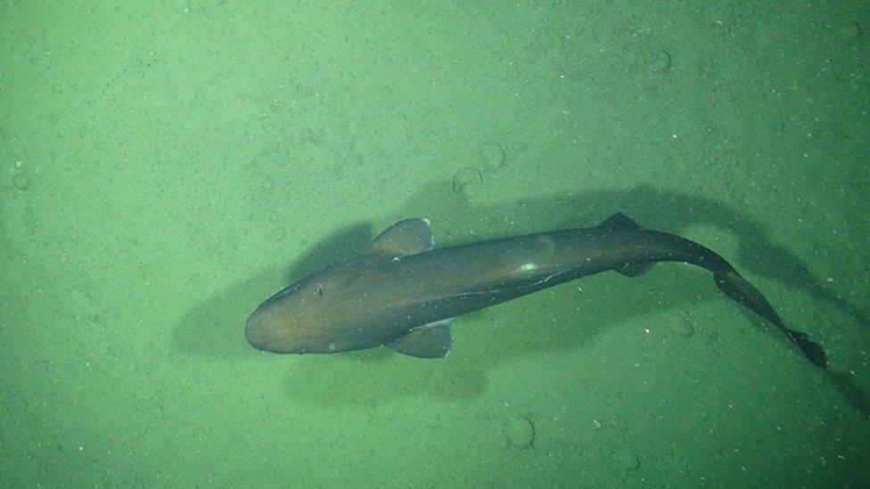 Longnose velvet dogfish