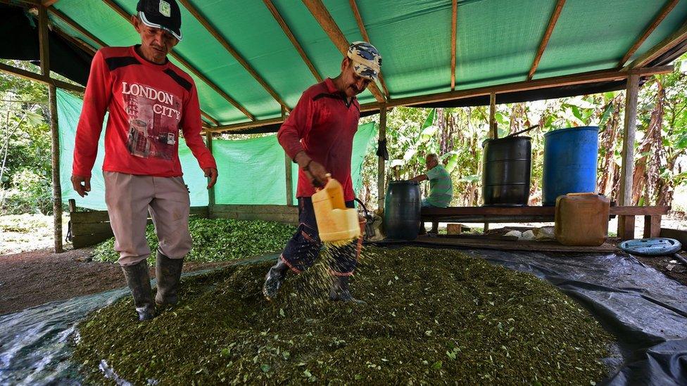 Coca farmers