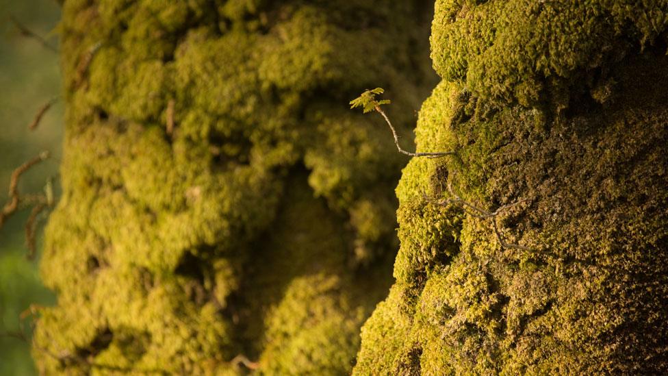 Scotland's rainforest