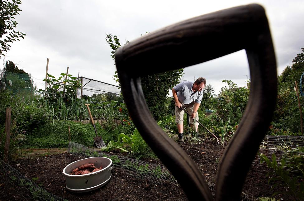 North London allotment