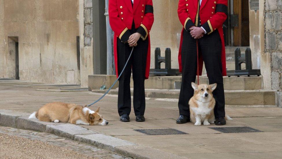 two corgis sit together staff in smart uniforms holding their leads