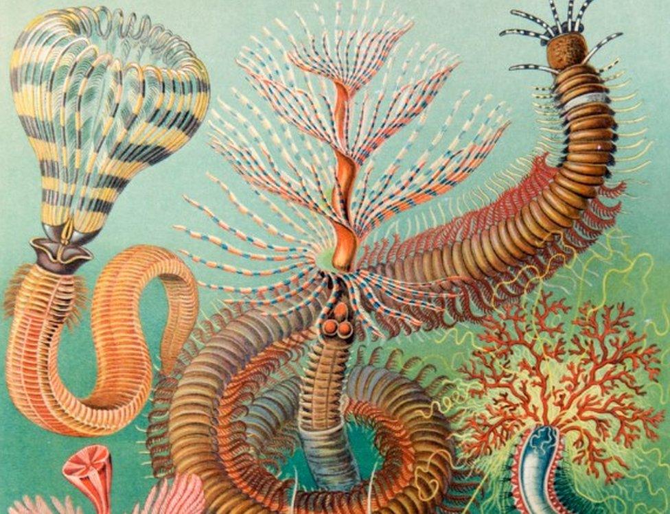 Image by Ernst Haeckel