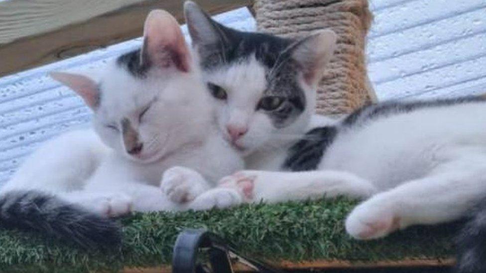 Two cats resting in playground