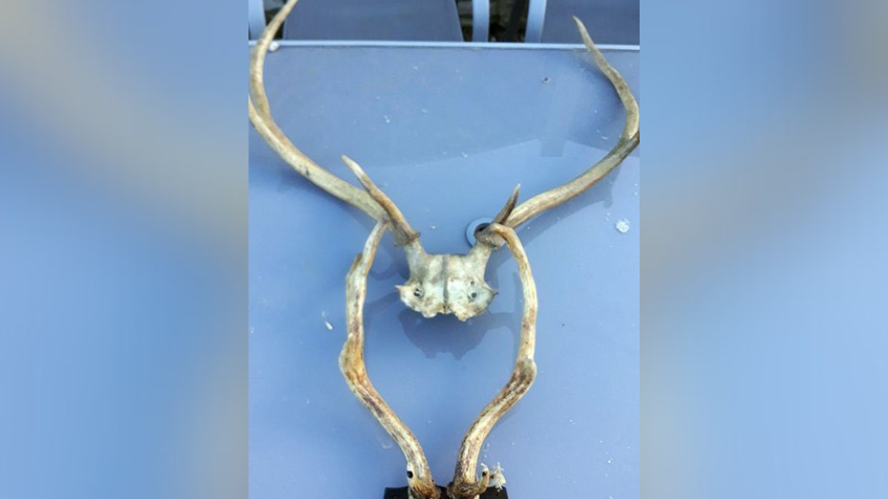 Antlers found at Taylor's address